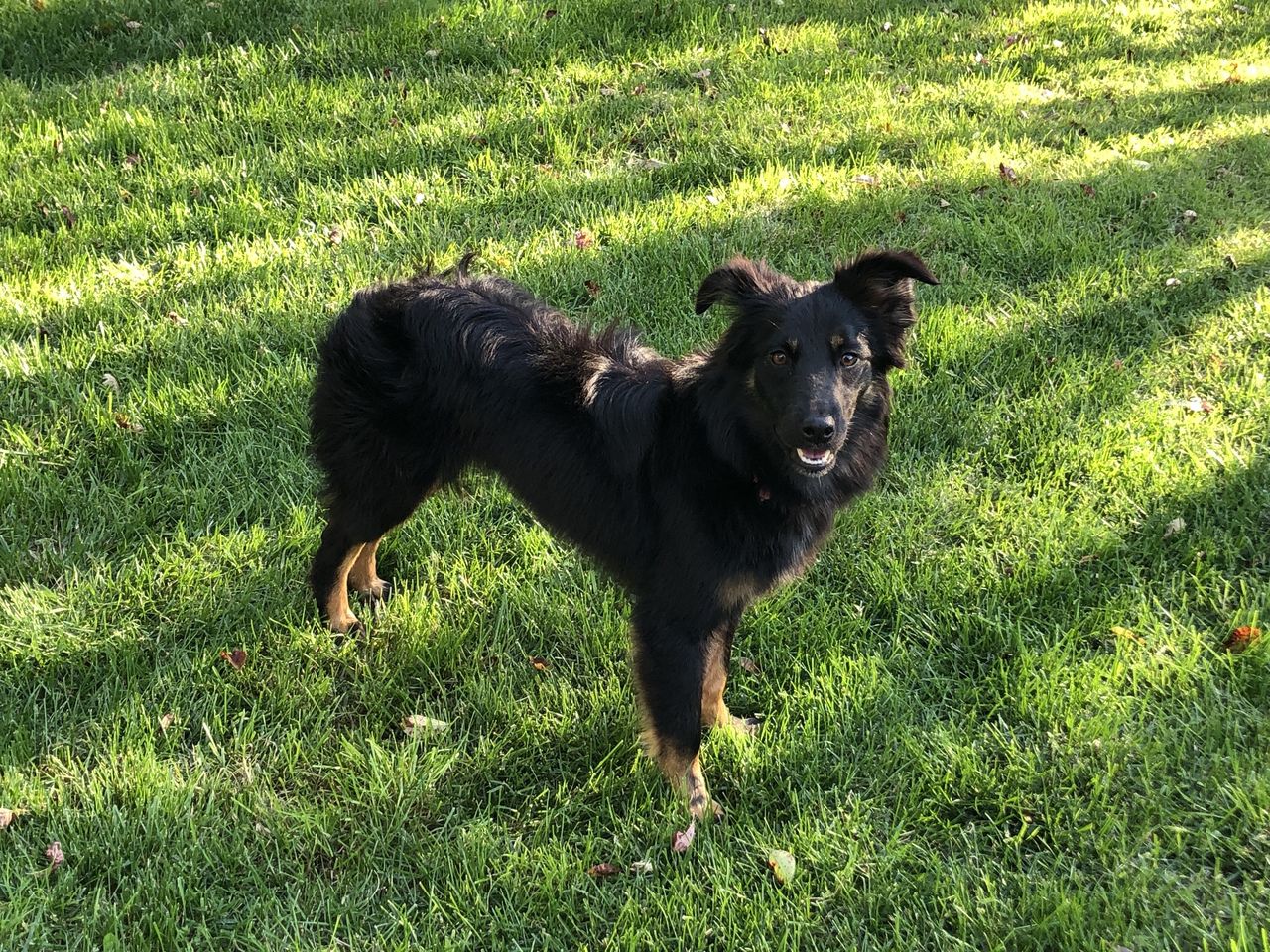 Operation Paws for Homes - Lt Judy Hopps1.jpeg